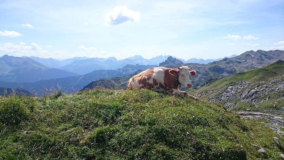 cow, mountains, nature, mammal, animal themes, pets, domestic HD wallpaper