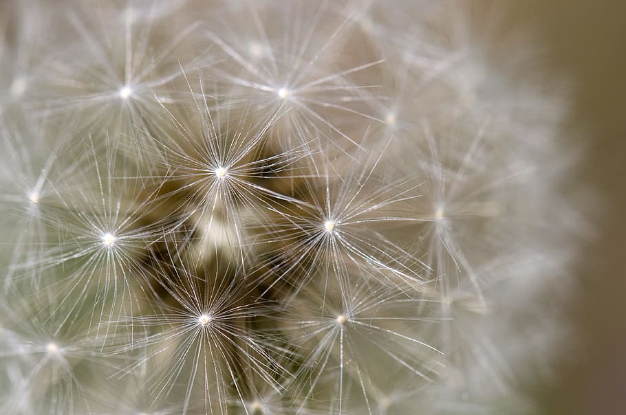 Dandelion, Plants, Close-Up, Macro, white, color, blossom, natural HD wallpaper