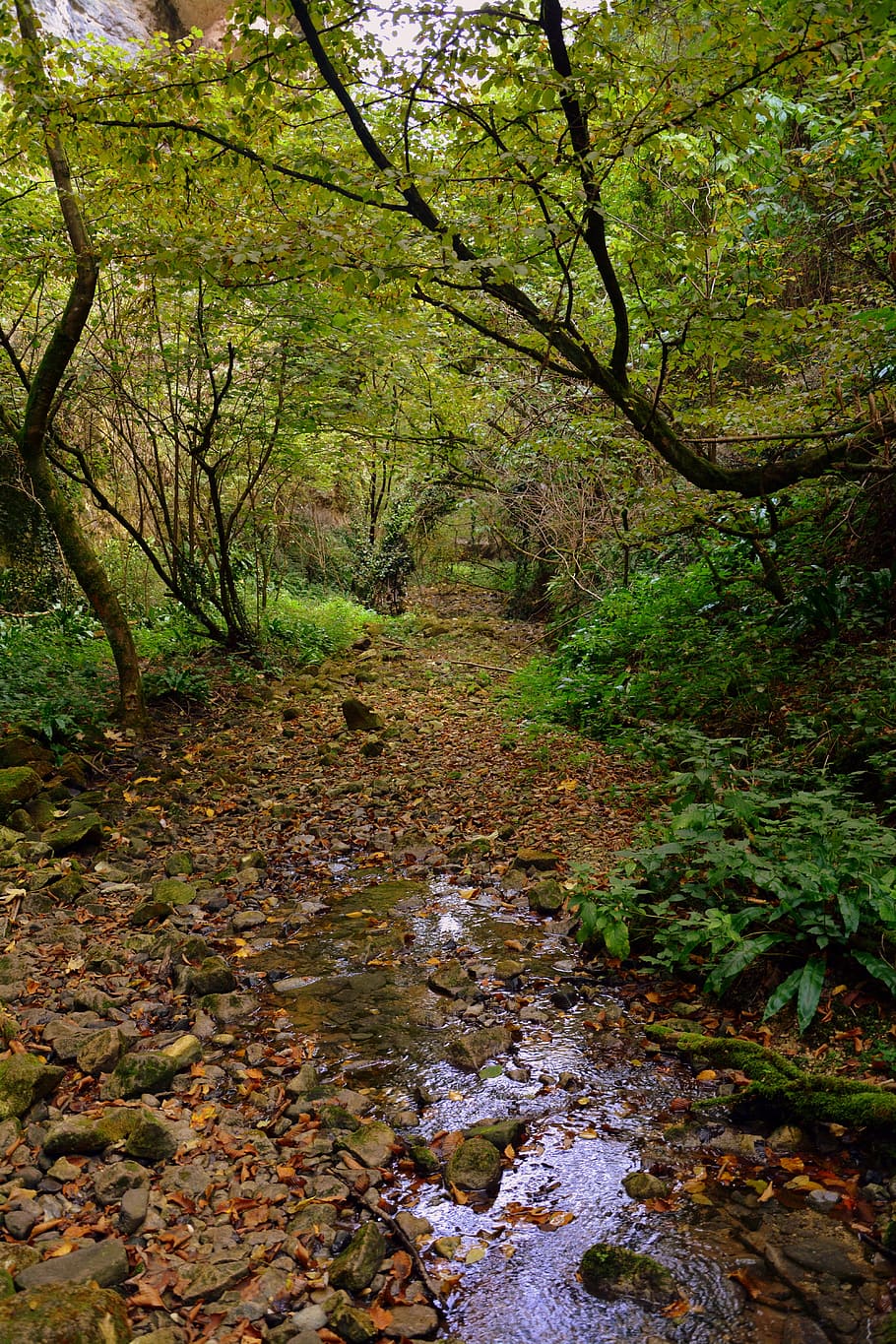 excursion, forest, val borago, valle, trail, e5, european, lessinia HD wallpaper