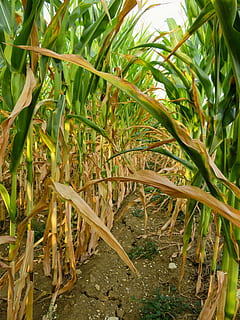 drought, corn, field, dry, agriculture, summer, growth, plant HD wallpaper