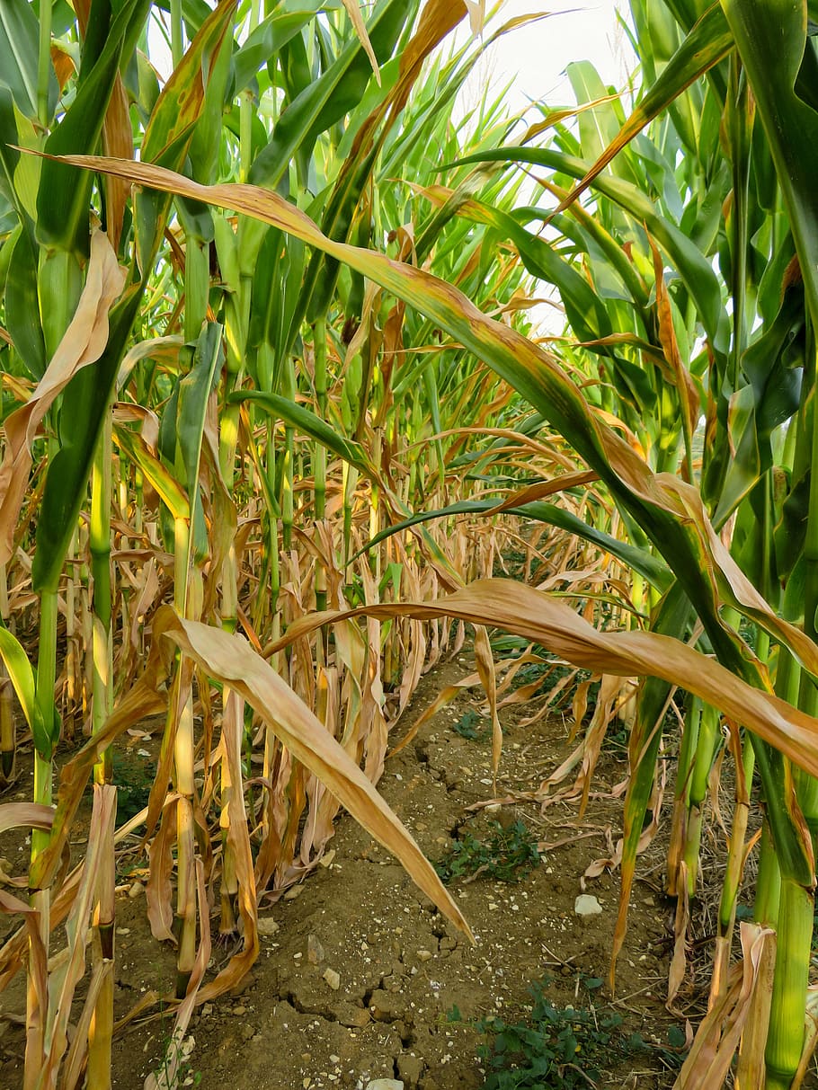 drought, corn, field, dry, agriculture, summer, growth, plant HD wallpaper