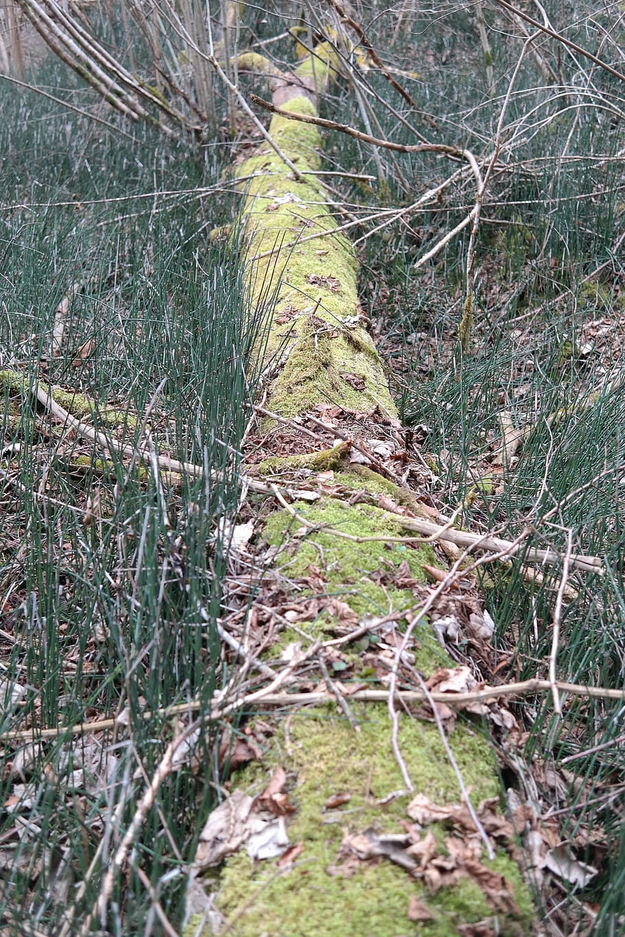 log, forest, moss, old, rots, natural, bemoost, horsetail, winter horsetail HD wallpaper