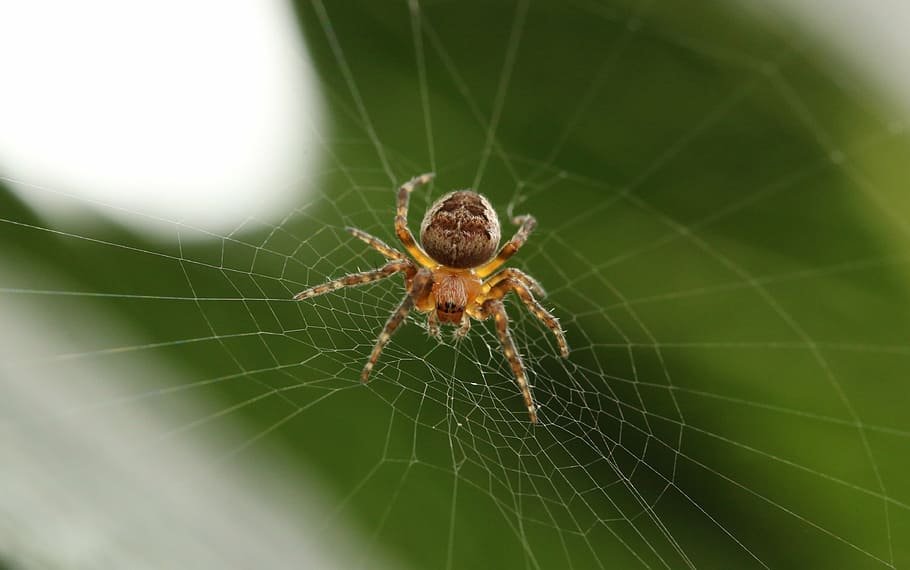 closed-up photography of brown spider on web, white, insect HD wallpaper