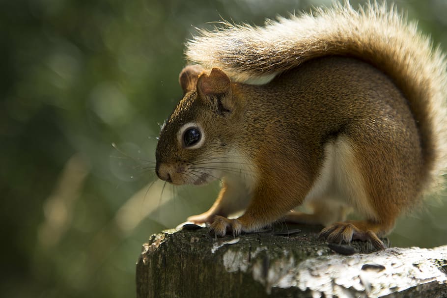 brown chipmunk, squirrel, red squirrel, animal, nature, wildlife HD wallpaper