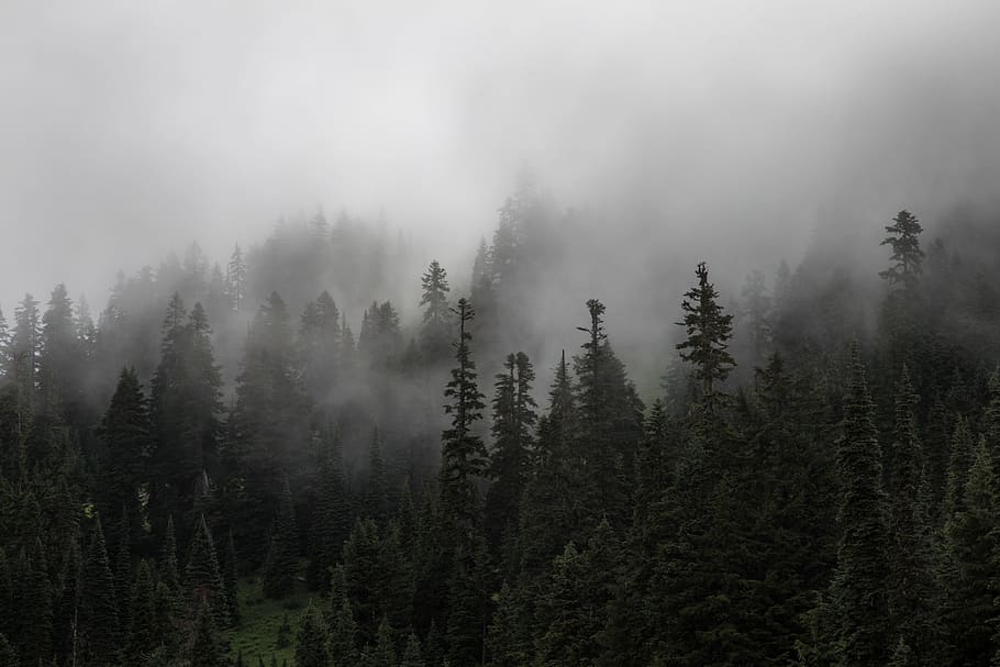 forest with fog, aerial view of forest, green Pine, Pine trees HD wallpaper