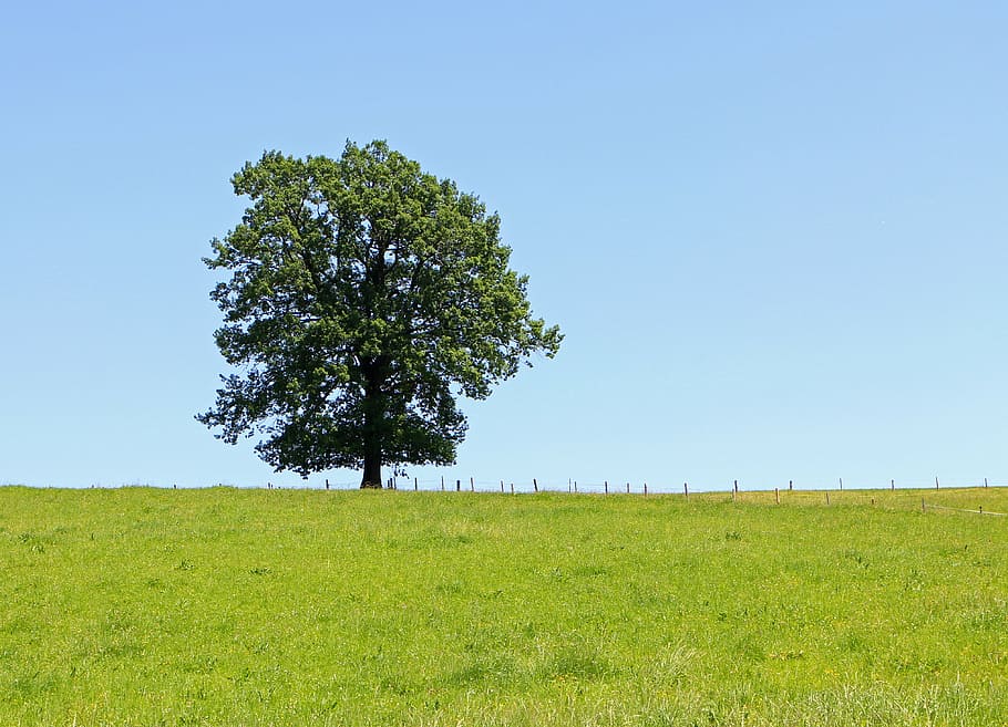 green tree on grass field under white sky, individually, meadow HD wallpaper