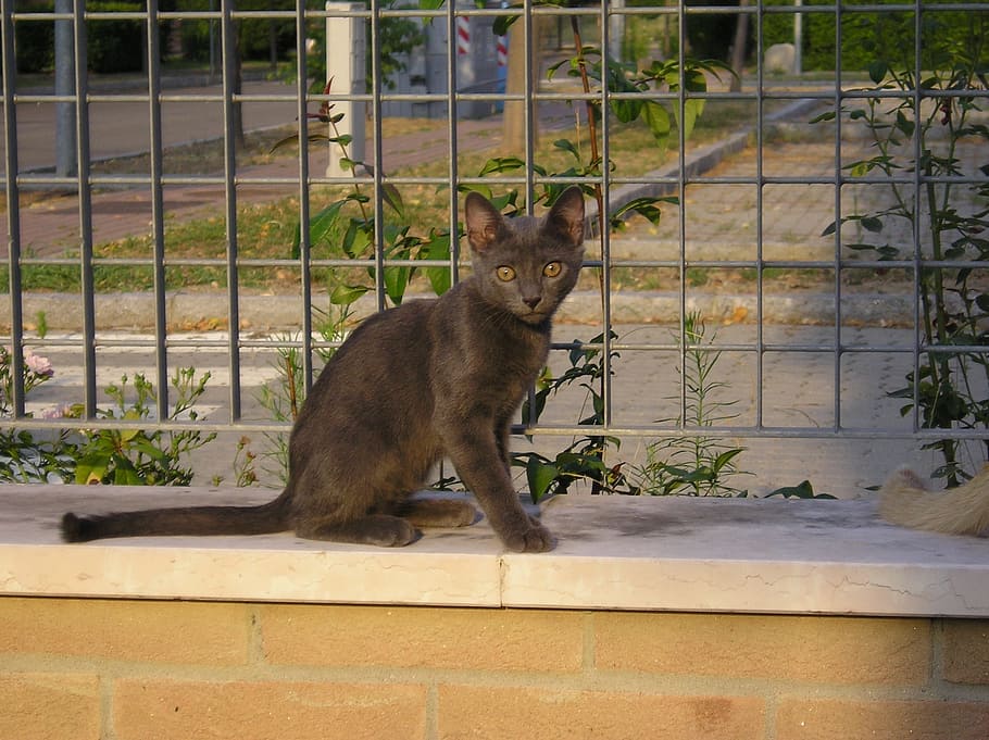 Kitten, Gray, Cat, Cat, Slender, gray cat, cat slender, animal HD wallpaper
