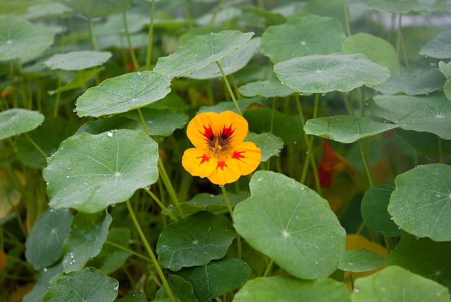 nasturtium, flower, orange, dew, yellow, drops of water, garden HD wallpaper