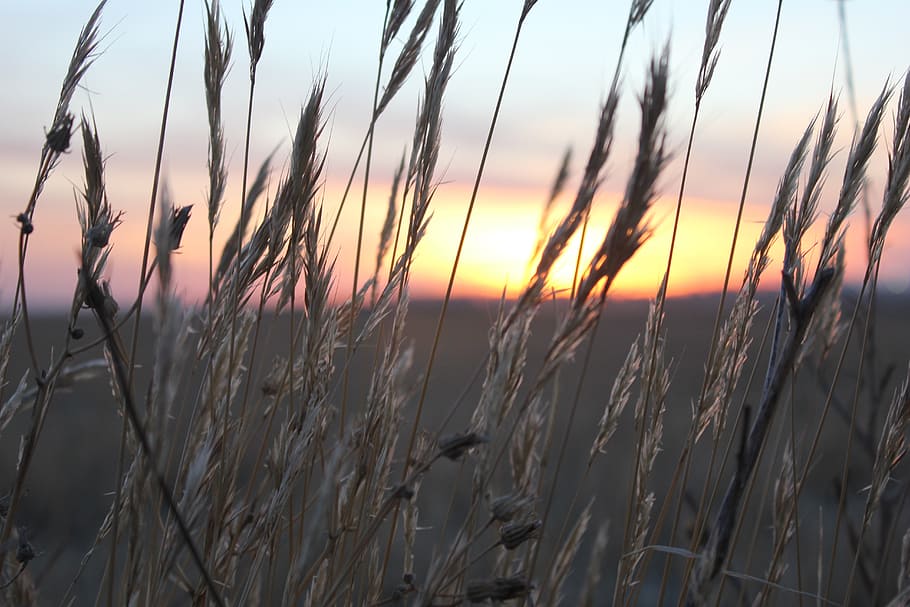 sunset, wheat, spikes, light, take it easy, open air, winter, HD wallpaper