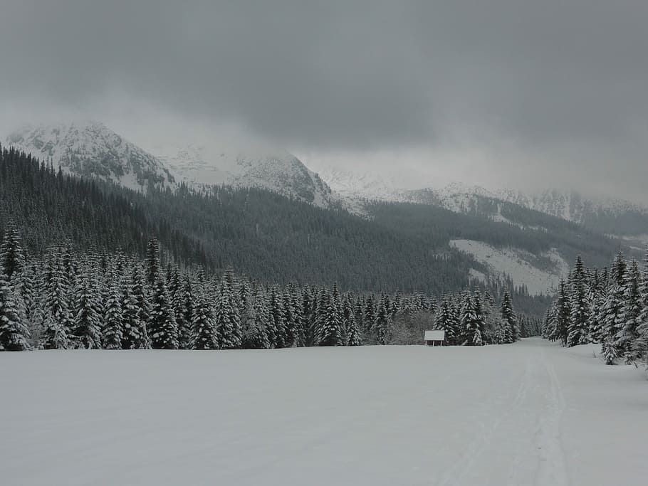 Winter, Slovakia, Tatry, Tree, cloud cover, tourism, mountain peaks HD wallpaper