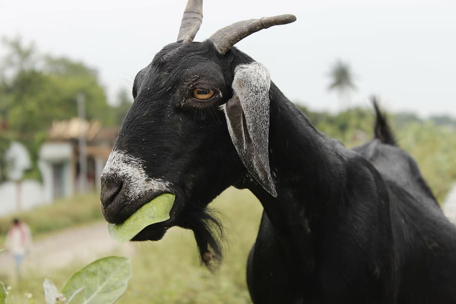 goat, black, leaf, animal, food, milk, dairy, animal themes HD wallpaper