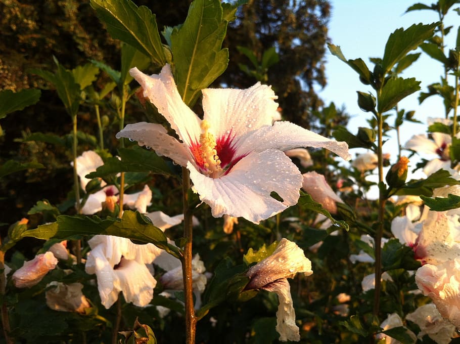 hibiscus, mallow, blossom, bloom, plant, flowering plant, beauty in nature HD wallpaper