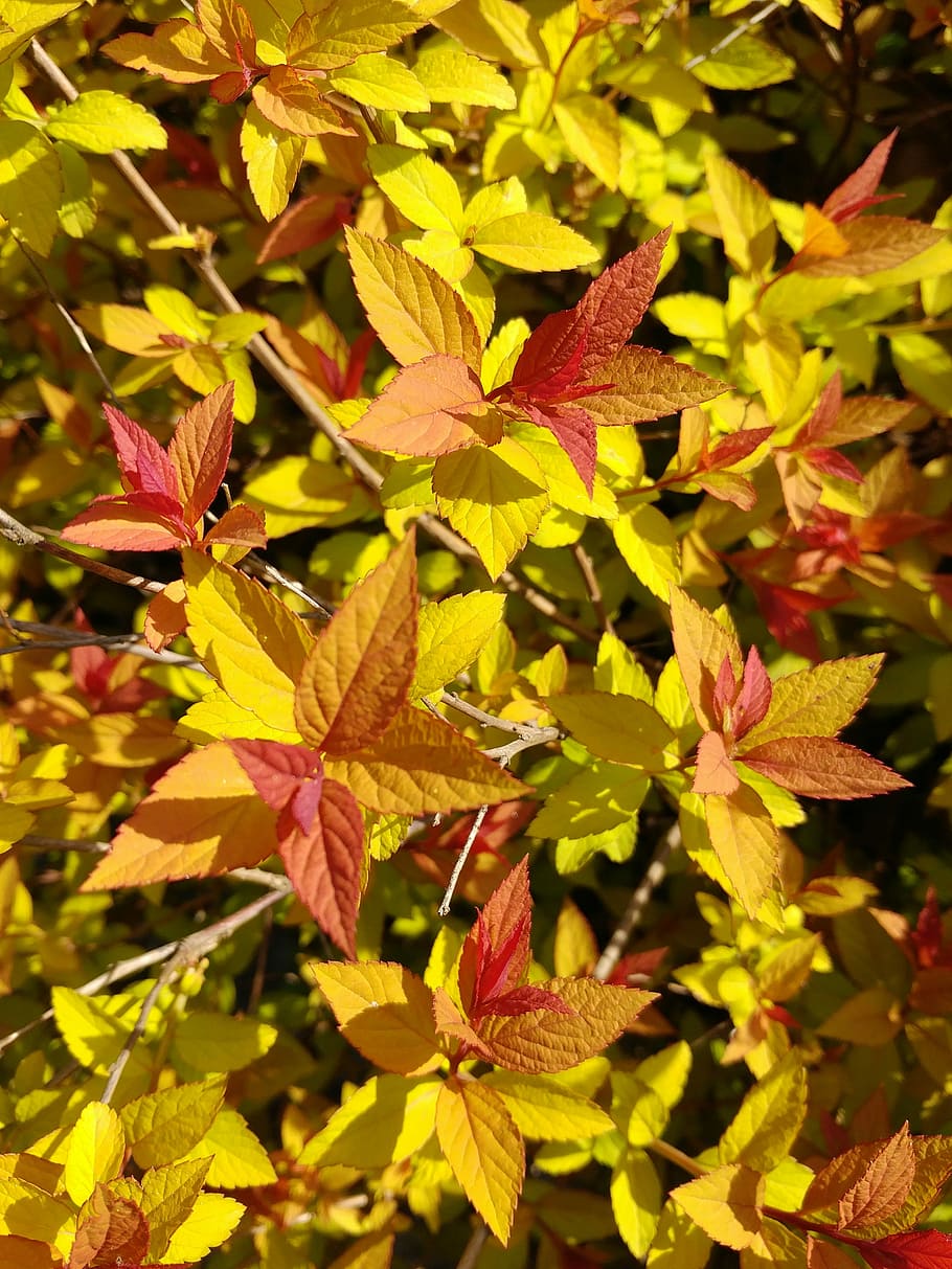 leaf, autumn, nature, plants, plant part, beauty in nature HD wallpaper