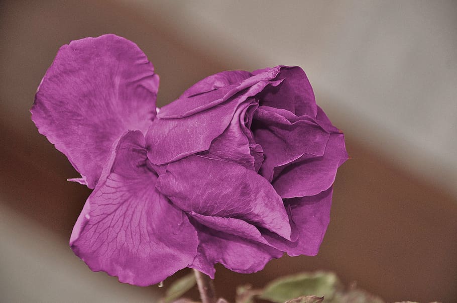 pink rose closeup photography, roses, flower, nature, macro HD wallpaper
