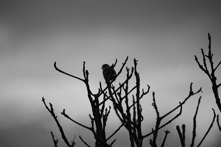 graphic, image, nature, tree, landscape, ave, armenia, animal wildlife HD wallpaper