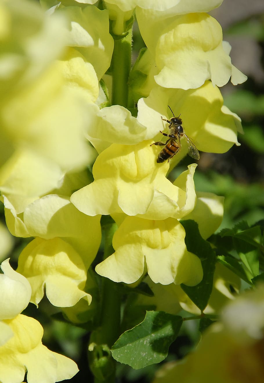 bee, flora, flower, yellow, nature, insect, plant, honey, pollen HD wallpaper