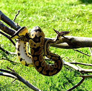 Snake, Ball Python, Cute, constrictor, boa, beauty, reptile HD wallpaper