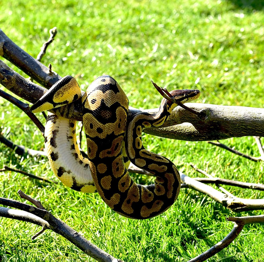 python boa constrictor