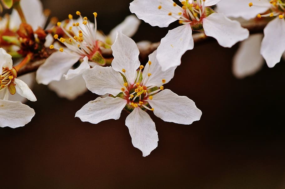 spring, blossom, bloom, nature, plant, tree, garden, white HD wallpaper