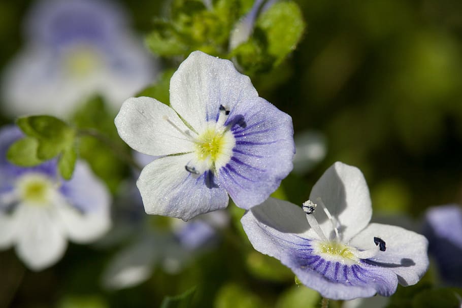 flowers, small, white, blue, stamp, pollen, spring, nature HD wallpaper