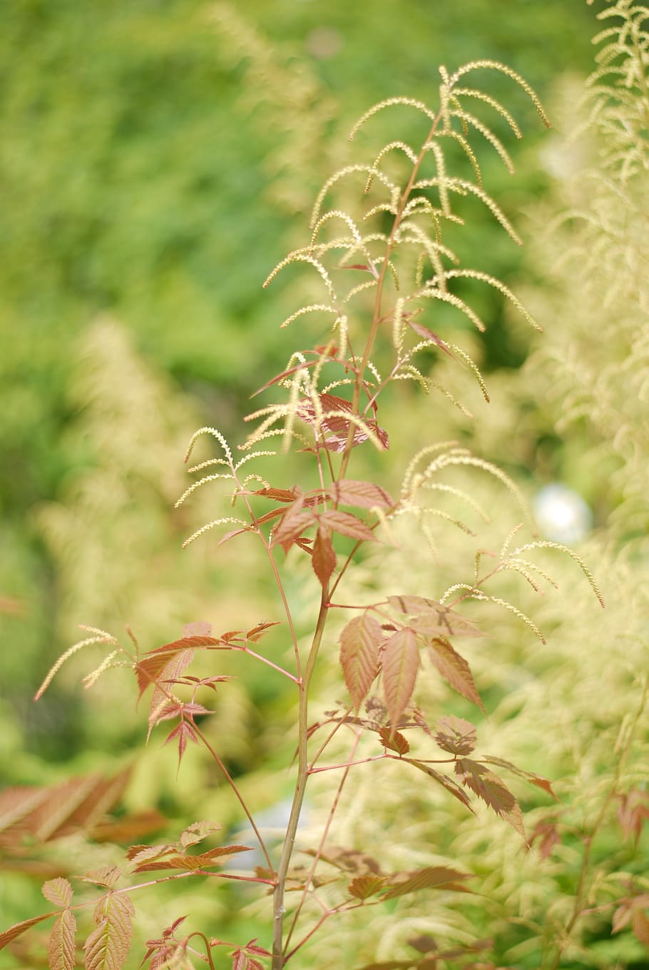 nature, flora, leaf, summer, grass, plant, growth, beauty in nature HD wallpaper