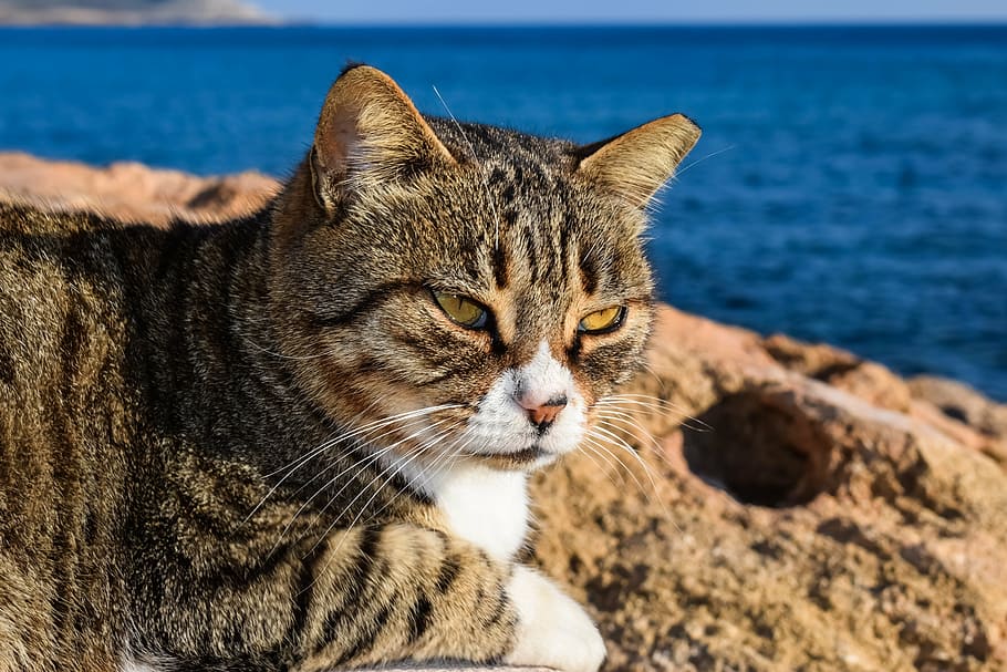 cat, stray, face, eyes, mustache, animal, relaxing, outdoor HD wallpaper