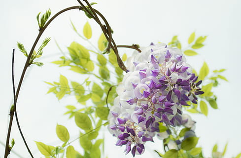 white and purple petaled flowers at daytime, zhang jiao, computer HD wallpaper