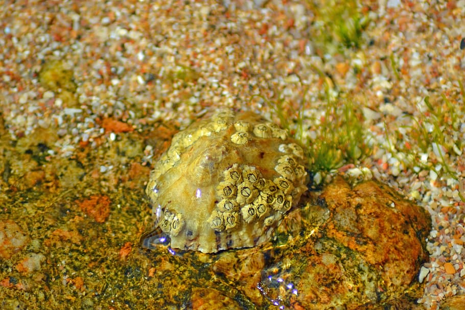 barnacle, crustacea, anthrapod, marine, sessilia, acorn barnacles HD wallpaper