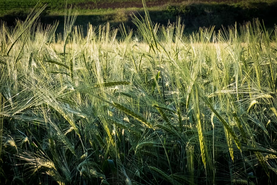 barley, wheat, meadow, field, arable, macro, agriculture, cultivation HD wallpaper