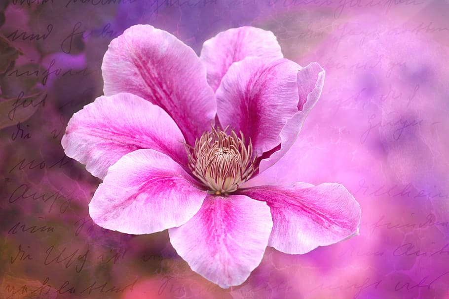 pink and white petaled flowers, clematis, climber, blossom HD wallpaper