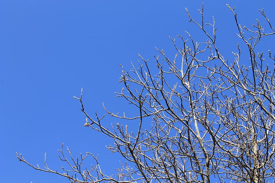 Sky, Background, Branches, Trees, blue, nature, spring, plant HD wallpaper