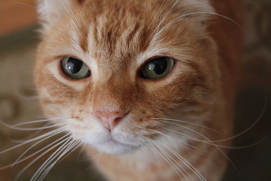 Orange, Cat, Close-Up, Face, Eyes, domestic Cat, pets, animal HD wallpaper