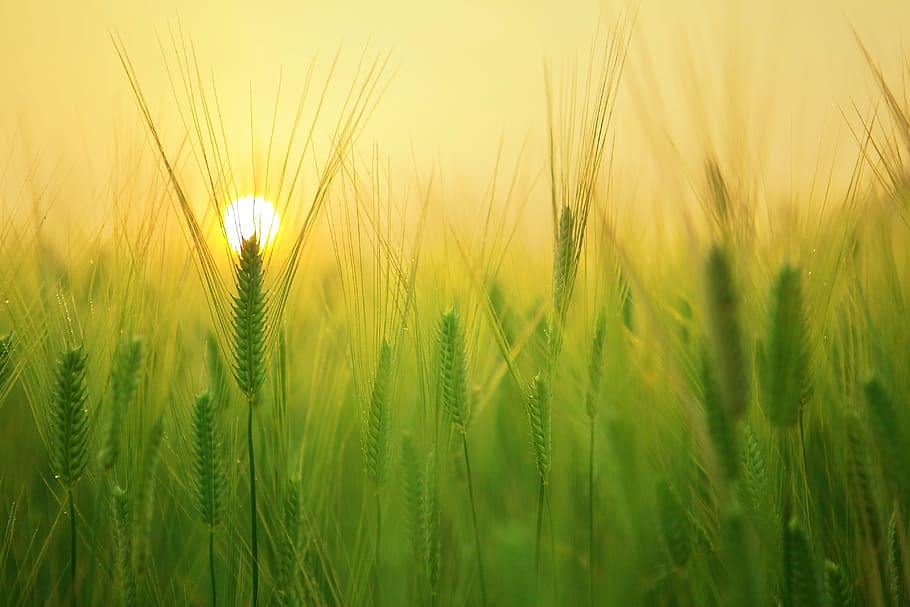 shallow focus photography of green plant, barley field, sunrise