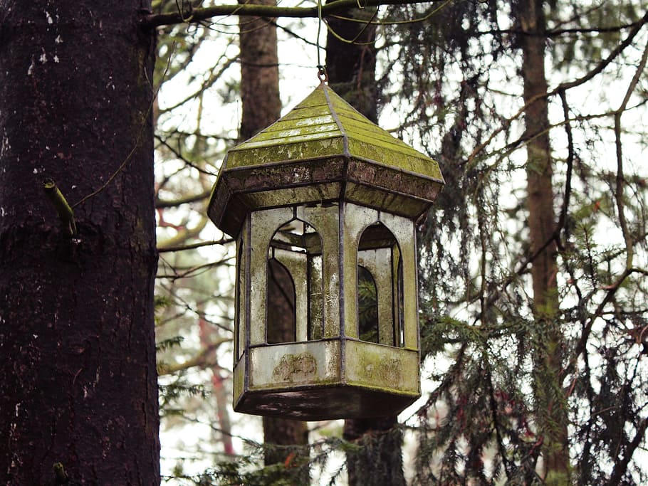 brown and green hanging candle lantern on tree at daytime, aviary