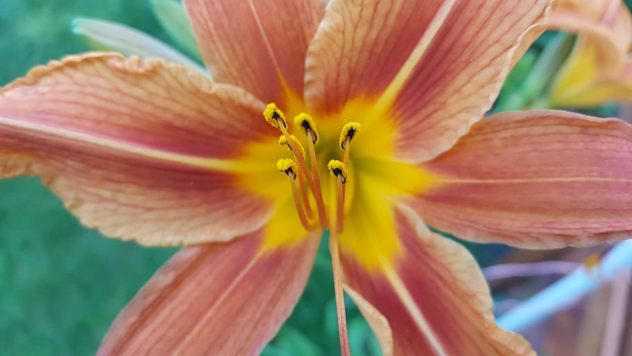 flowers, nature, micro, flowering plant, petal, fragility, freshness HD wallpaper
