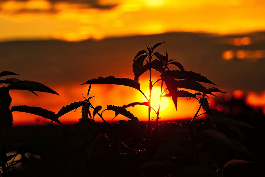West, Sun, Clouds, Sky, Landscape, the sun, nature, view, evening HD wallpaper