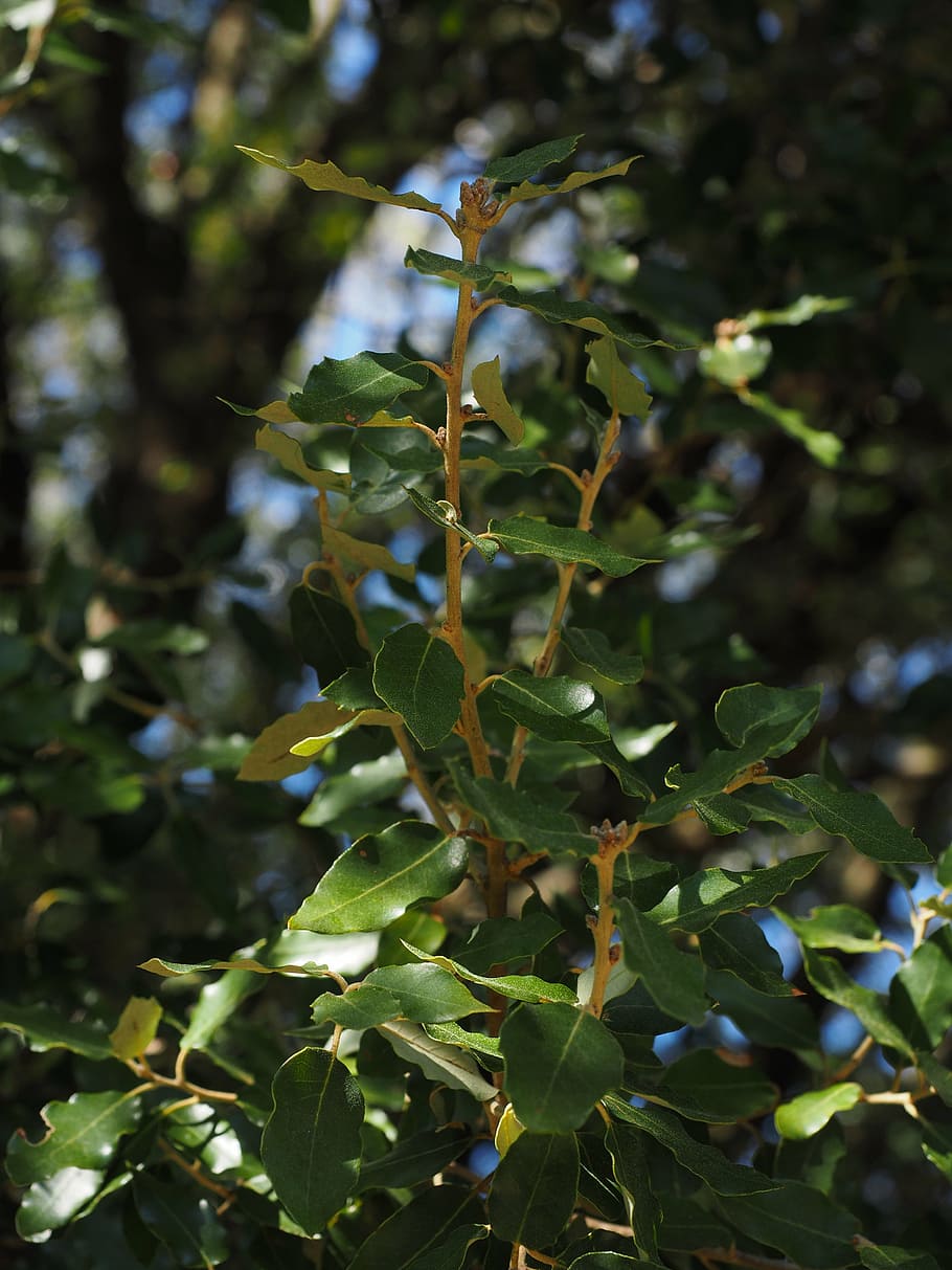 camphor tree, leaves, growth, habitus, cinnamomum camphora, HD wallpaper