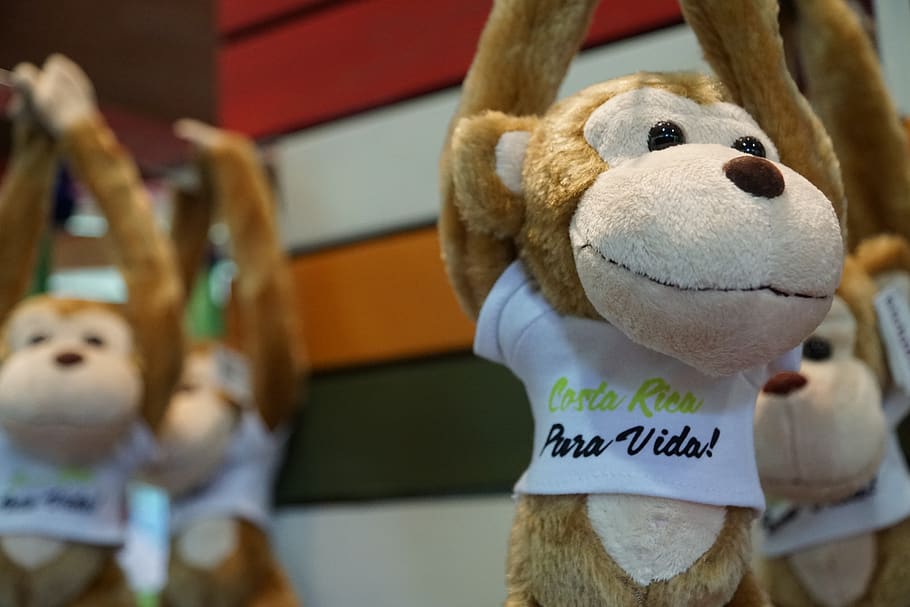 costa, rica, monkey, teddy bear, stuffed toy, representation HD wallpaper