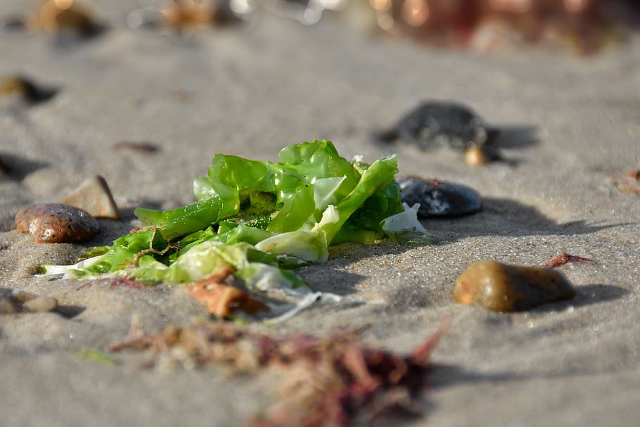 algae, north sea, beach, nature, sand, stones, sand beach, most beach HD wallpaper