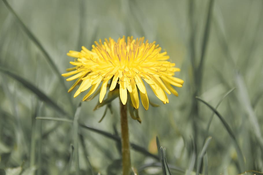 flower, dandelion, yellow, spring, meadow, natural, blooming HD wallpaper