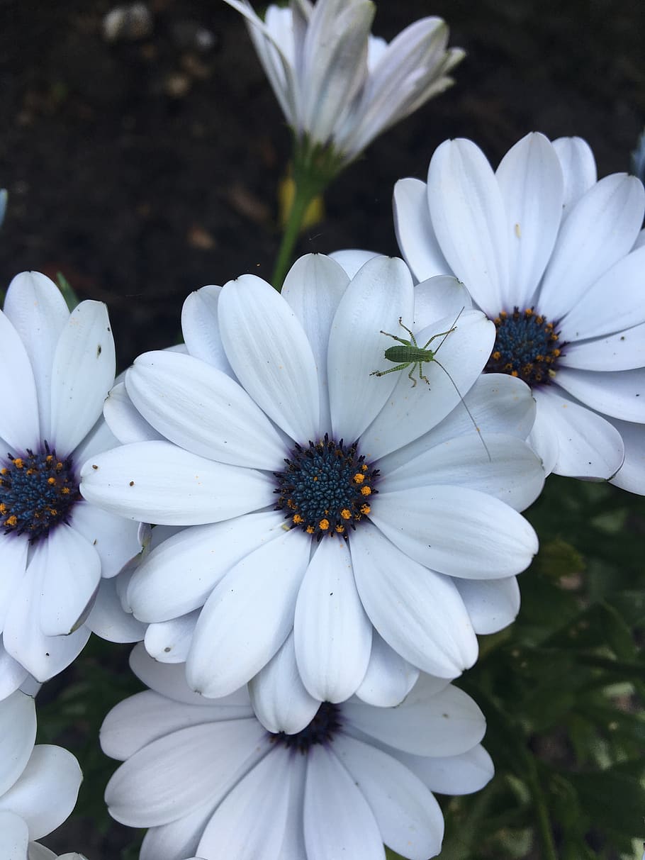 bug, white, flower, petals, insect, flowering plant, fragility HD wallpaper