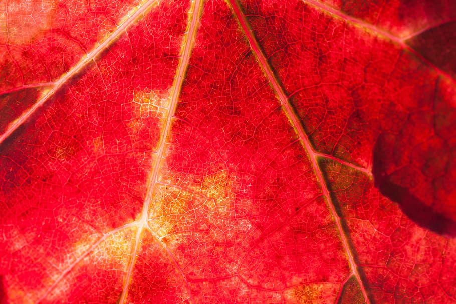 maple leaf close-up photography, wine, wine harvest, vineyard HD wallpaper