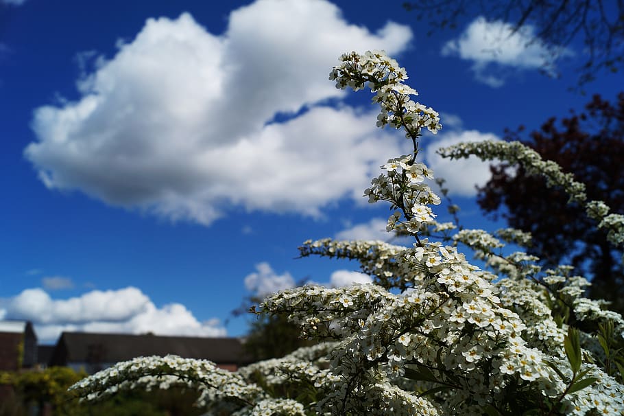 clouds, flowers, sky, plant, cloud - sky, beauty in nature HD wallpaper