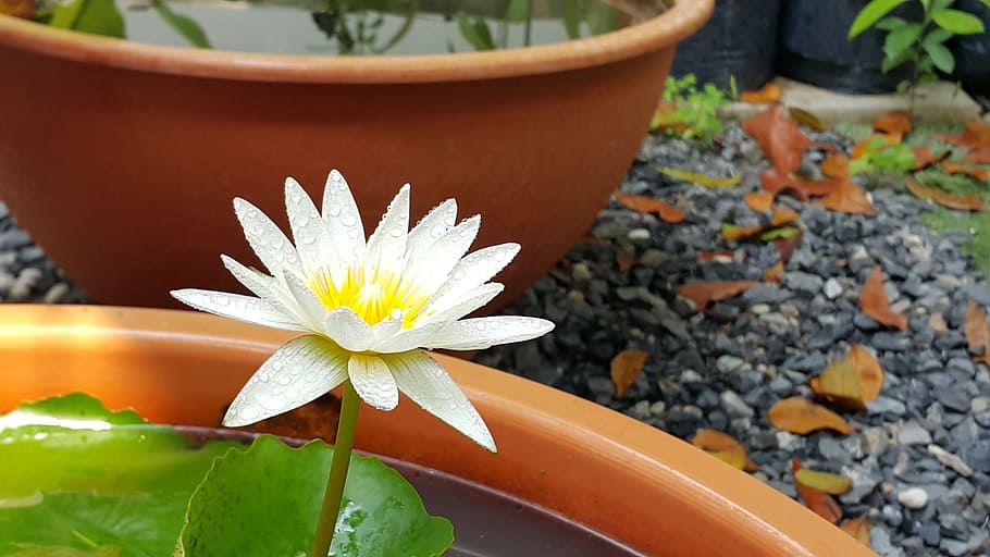 nature, flora, flower, leaf, summer, flowering plant, growth HD wallpaper