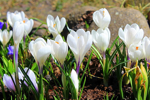 closeup photography of white petaled flowers, crocus, spring flowers HD wallpaper