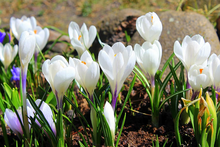 closeup photography of white petaled flowers, crocus, spring flowers