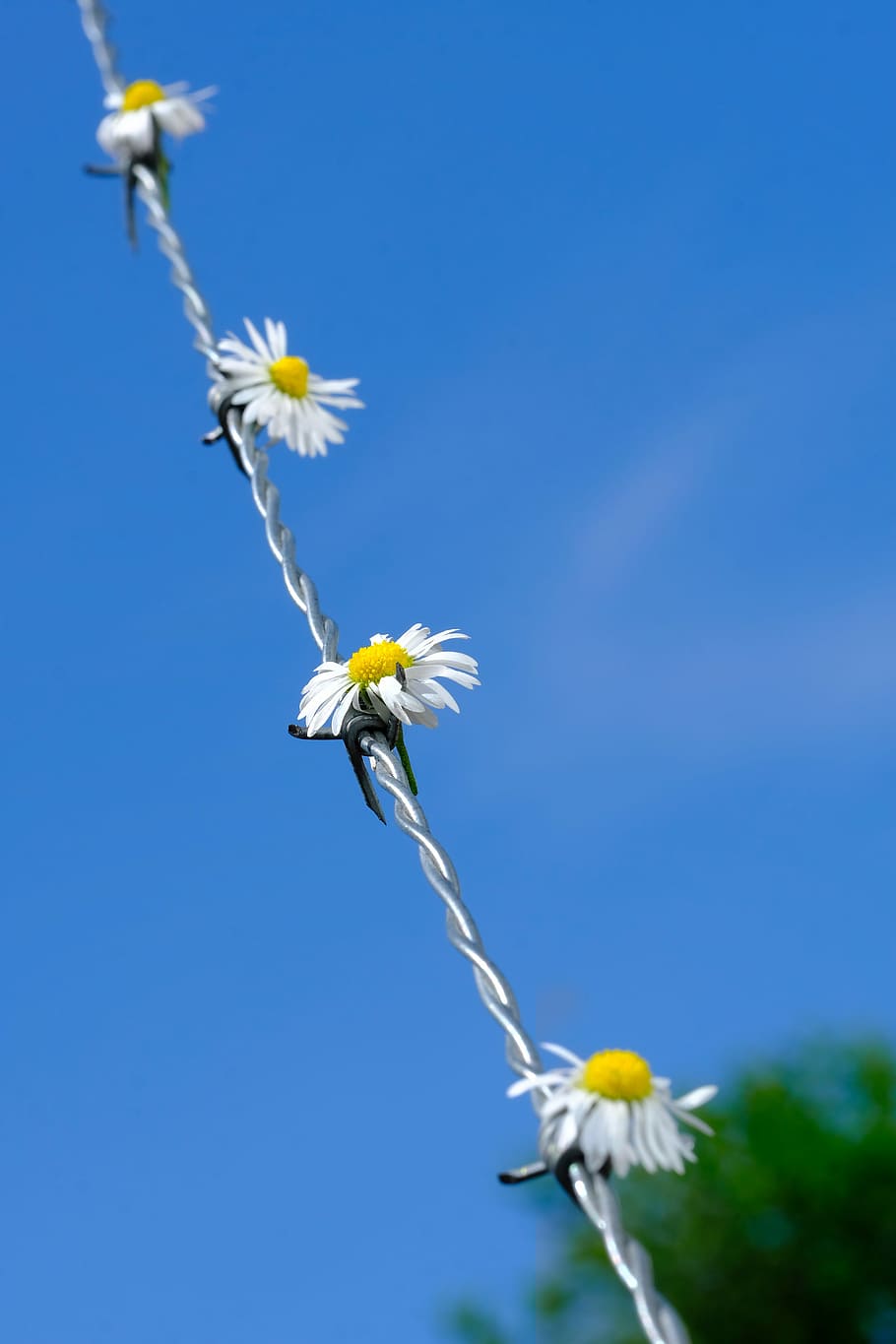 daisy, flower, blossom, bloom, barbed wire, fence, demarcation HD wallpaper