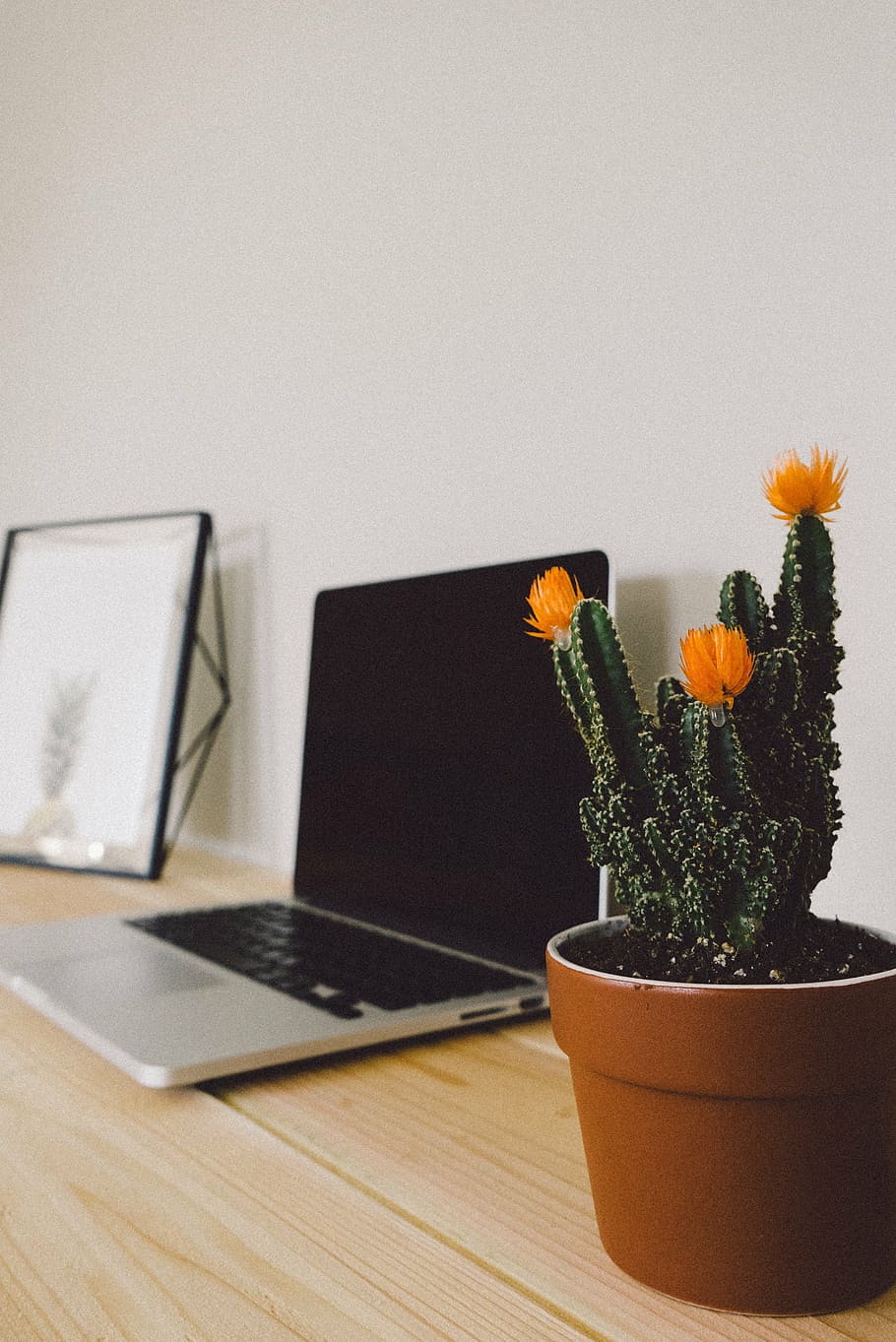 green and orange cactus beside laptop, apple, keyboard, technology HD wallpaper