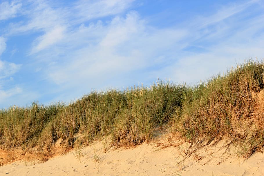 HD wallpaper: Dunes, Sand, North Sea, Föhr, sky, nature, growth, field ...