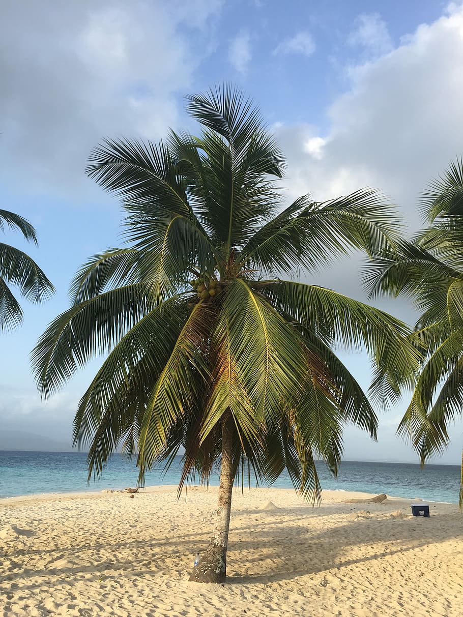 Caribbean, Beach, Palm, Sun, Holiday, sea, palm Tree, sand HD wallpaper
